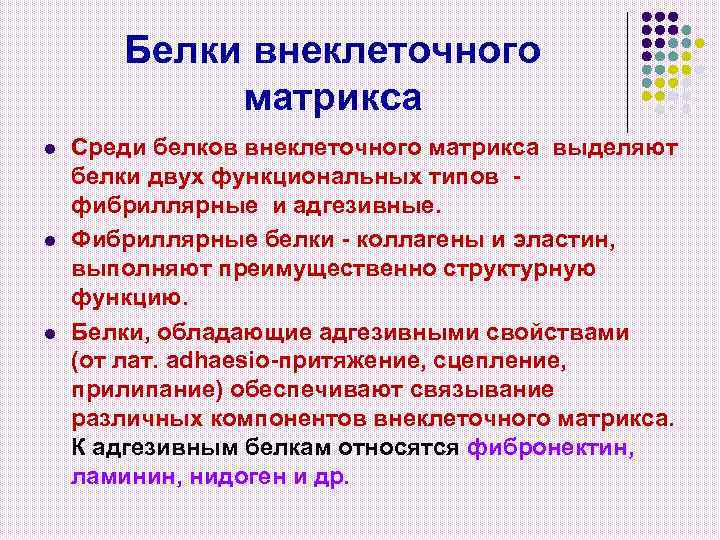 Белки внеклеточного матрикса l l l Среди белков внеклеточного матрикса выделяют белки двух функциональных