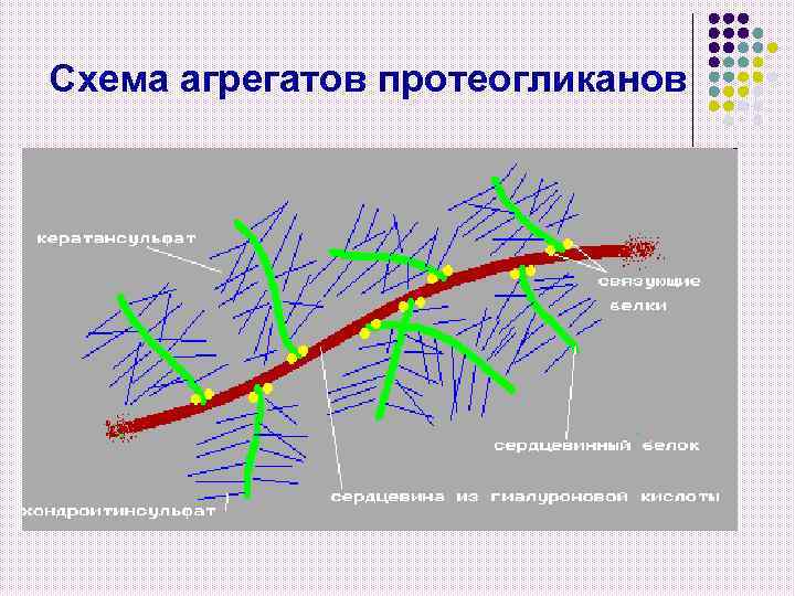 Схема агрегатов протеогликанов 