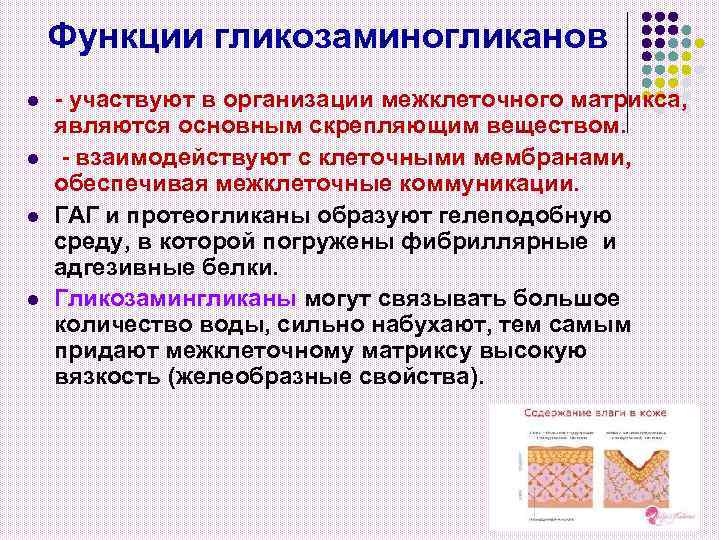 Функции гликозаминогликанов l l - участвуют в организации межклеточного матрикса, являются основным скрепляющим веществом.