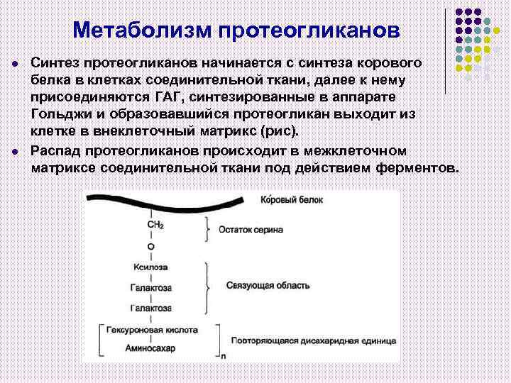 Метаболизм протеогликанов l l Синтез протеогликанов начинается с синтеза корового белка в клетках соединительной