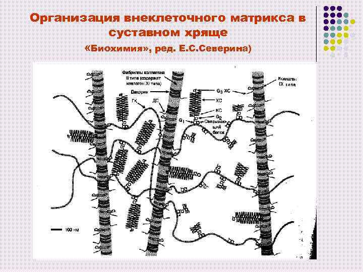 Организация внеклеточного матрикса в суставном хряще «Биохимия» , ред. Е. С. Северина) 