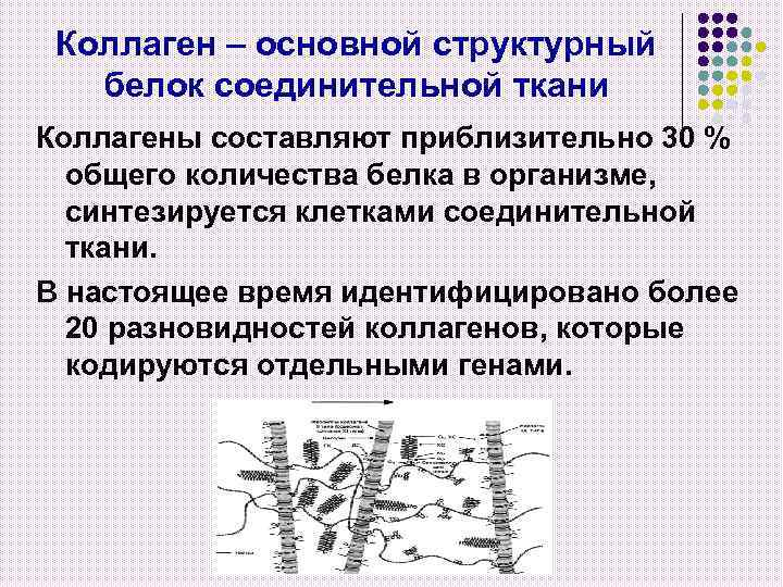 Коллаген – основной структурный белок соединительной ткани Коллагены составляют приблизительно 30 % общего количества