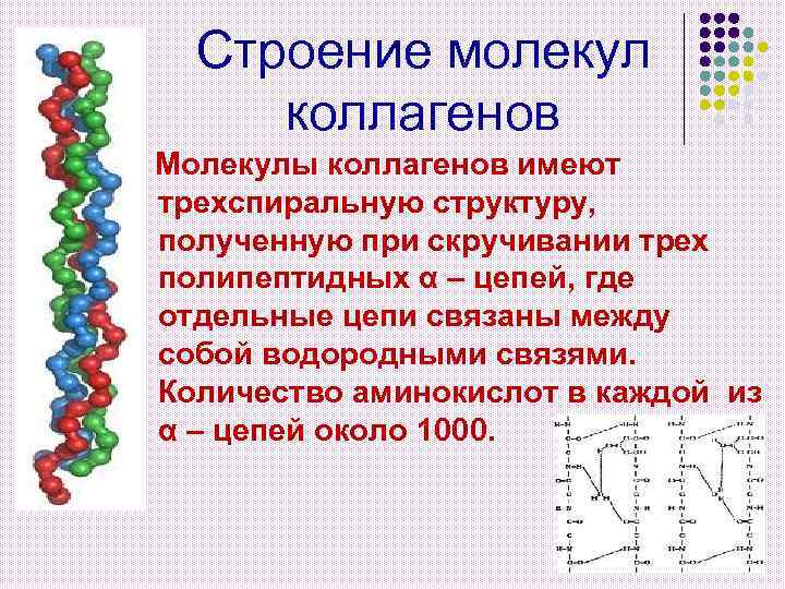 Строение молекул коллагенов Молекулы коллагенов имеют трехспиральную структуру, полученную при скручивании трех полипептидных α