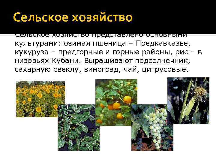 Сельское хозяйство представлено основными культурами: озимая пшеница – Предкавказье, кукуруза – предгорные и горные