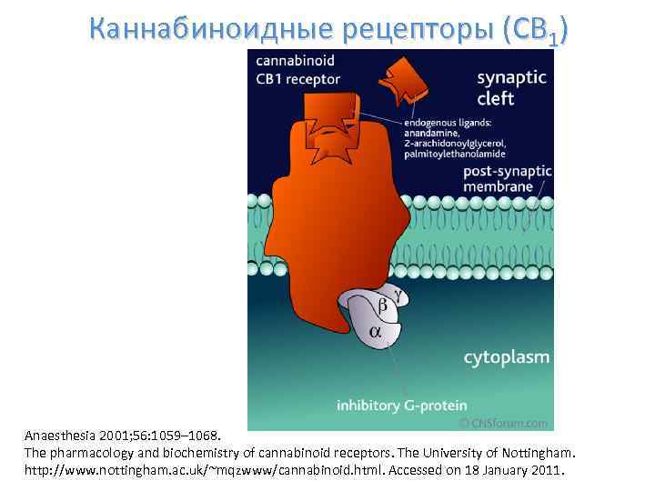 Каннабиноидные рецепторы (CB 1) Anaesthesia 2001; 56: 1059– 1068. The pharmacology and biochemistry of