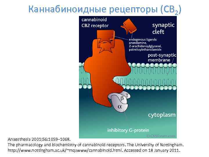 Каннабиноидные рецепторы (CB 2) Anaesthesia 2001; 56: 1059– 1068. The pharmacology and biochemistry of