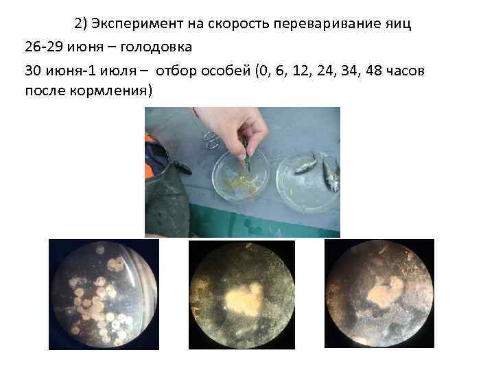 2) Эксперимент на скорость переваривание яиц 26 -29 июня – голодовка 30 июня-1 июля