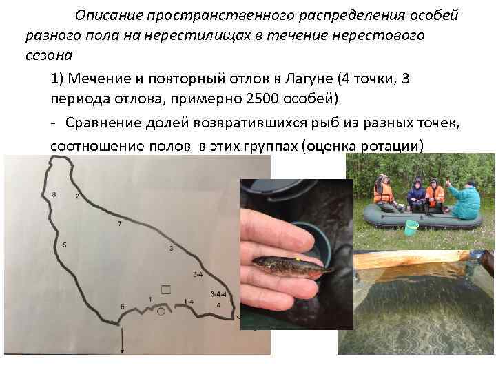 Описание пространственного распределения особей разного пола на нерестилищах в течение нерестового сезона 1) Мечение