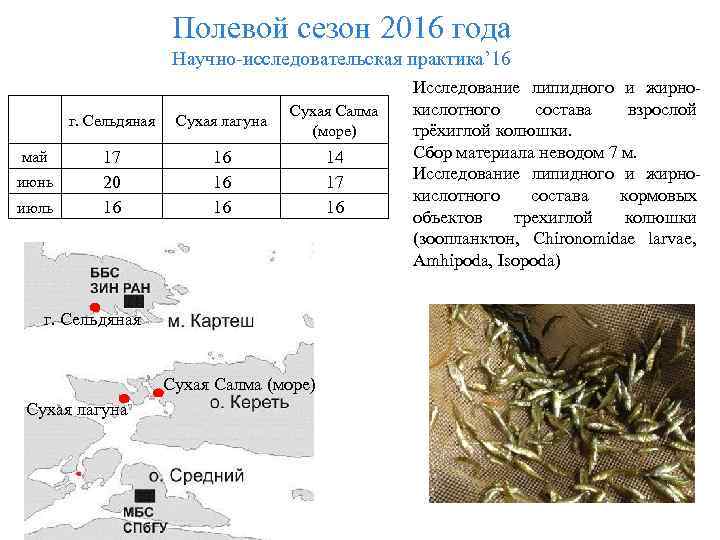 Полевой сезон 2016 года Научно-исследовательская практика’ 16 г. Сельдяная май июнь июль Сухая лагуна