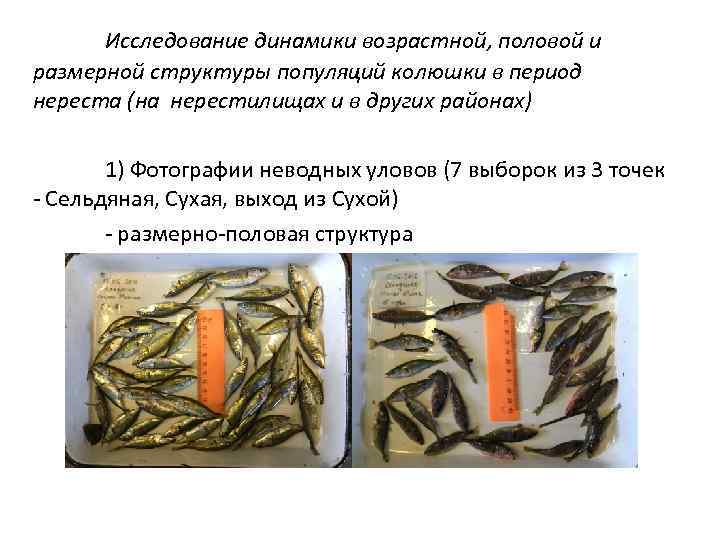 Исследование динамики возрастной, половой и размерной структуры популяций колюшки в период нереста (на нерестилищах