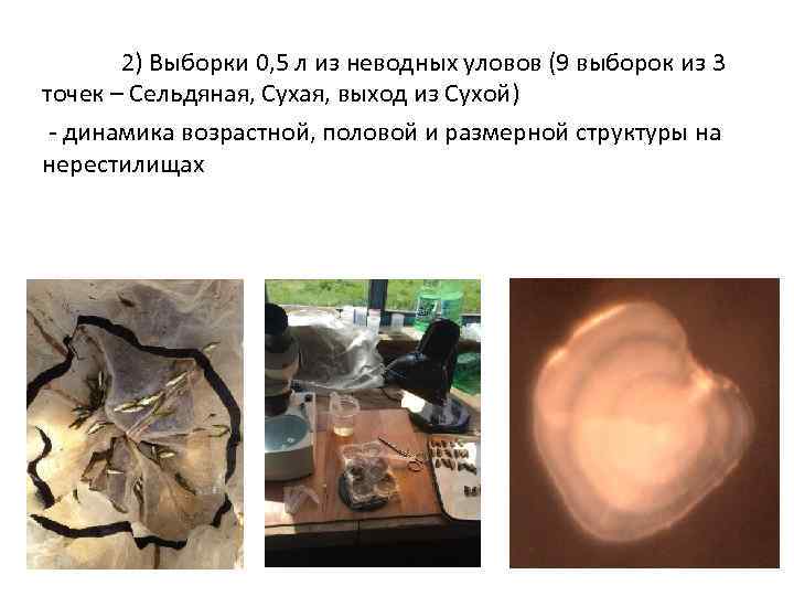 2) Выборки 0, 5 л из неводных уловов (9 выборок из 3 точек –