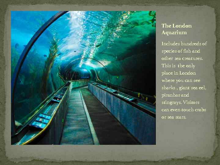 The London Aquarium Includes hundreds of species of fish and other sea creatures. This