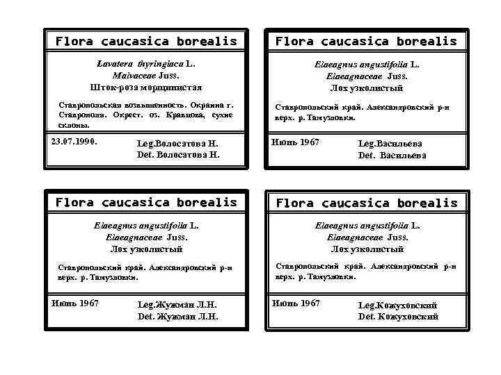 Flora caucasica borealis Lavatera thyringiaca L. Malvaceae Juss. Шток-роза морщинистая Elaeagnus angustifolia L. Elaeagnaceae