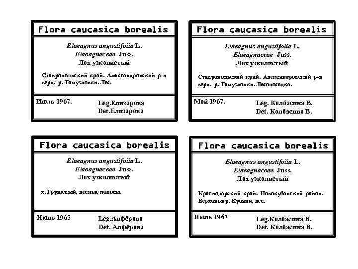 Flora caucasica borealis Elaeagnus angustifolia L. Elaeagnaceae Juss. Лох узколистый Ставропольский край. Александровский р-н
