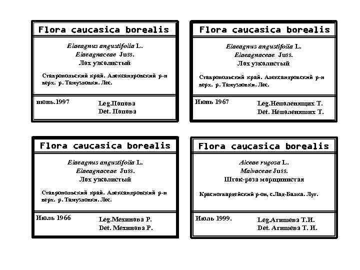 Flora caucasica borealis Elaeagnus angustifolia L. Elaeagnaceae Juss. Лох узколистый Ставропольский край. Александровский р-н