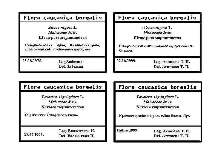 Flora caucasica borealis Alceae rugosa L. Malvaceae Juss. Шток-роза морщинистая Ставропольский край, Шпаковский р-он,