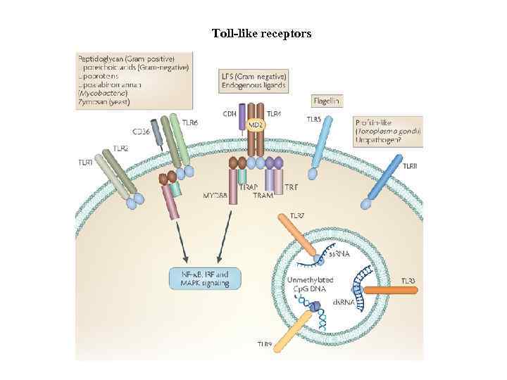 Toll-like receptors 