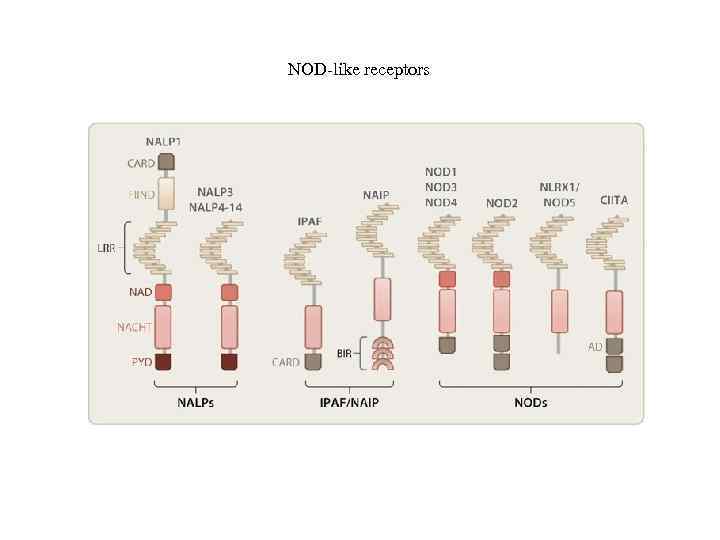 NOD-like receptors 