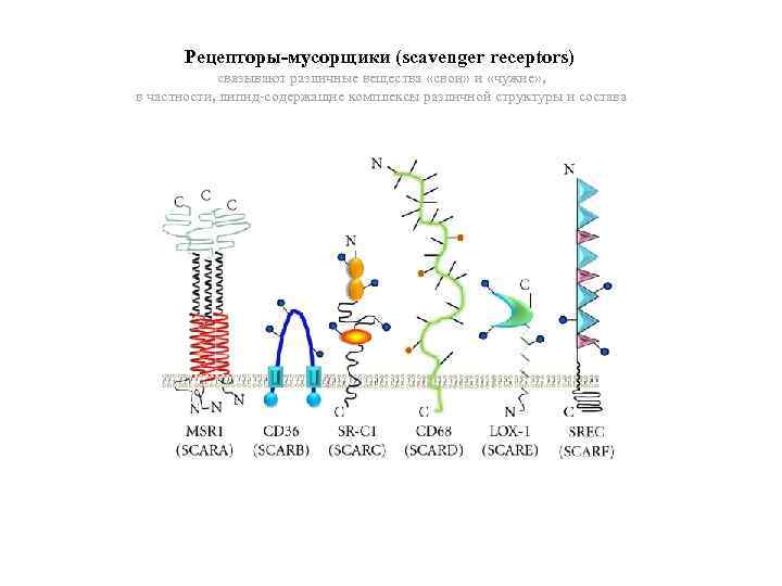 Рецепторы-мусорщики (scavenger receptors) связывают различные вещества «свои» и «чужие» , в частности, липид-содержащие комплексы