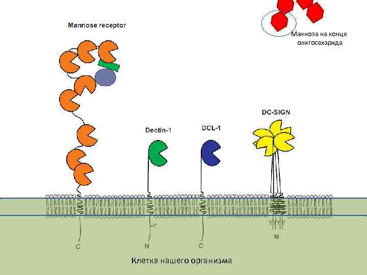 Манноза на конце олигосахарида Клетка нашего организма 