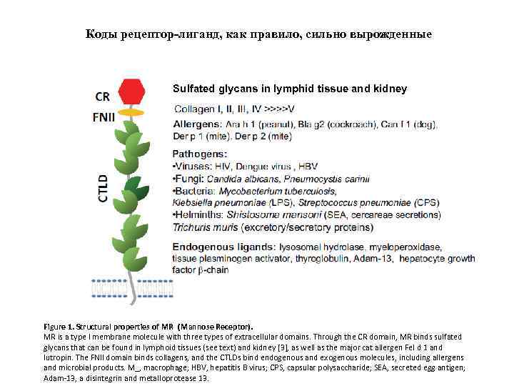 Коды рецептор-лиганд, как правило, сильно вырожденные Sulfated glycans in lymphid tissue and kidney Figure
