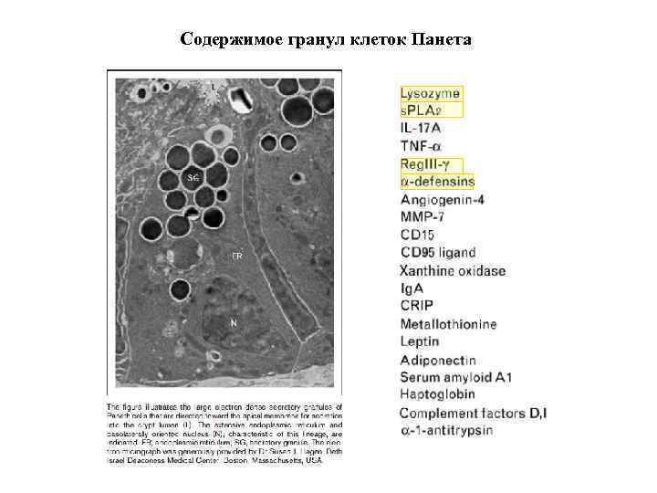 Содержимое гранул клеток Панета 