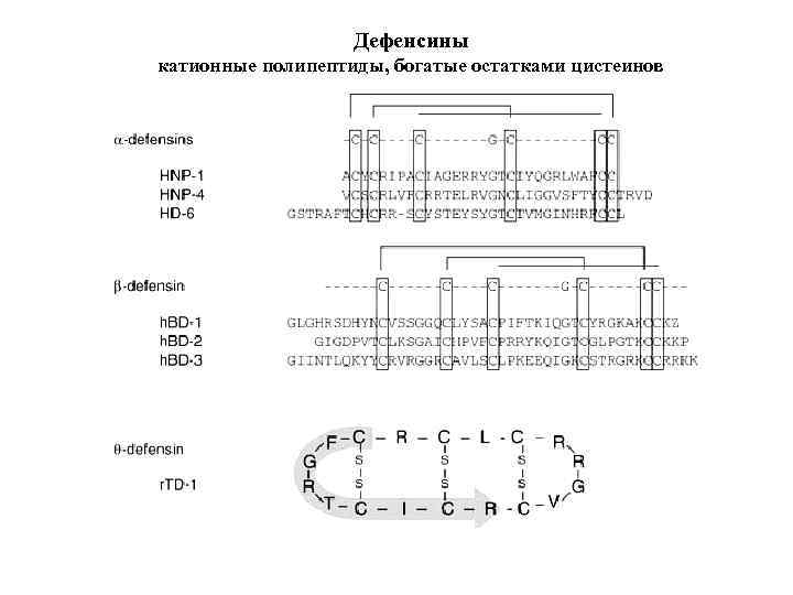 Дефенсины катионные полипептиды, богатые остатками цистеинов 