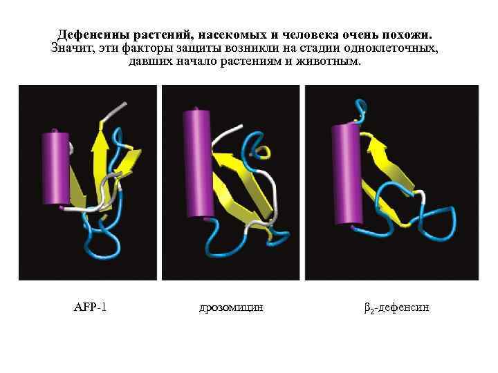 Дефенсины растений, насекомых и человека очень похожи. Значит, эти факторы защиты возникли на стадии