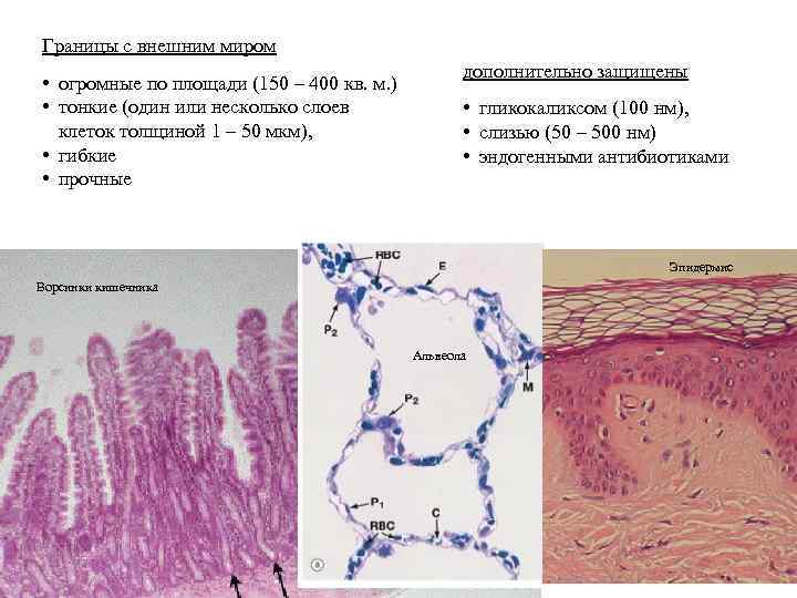 Границы с внешним миром • огромные по площади (150 – 400 кв. м. )