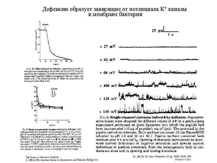 Дефенсин образует зависящие от потенциала К+ каналы в мембране бактерии 