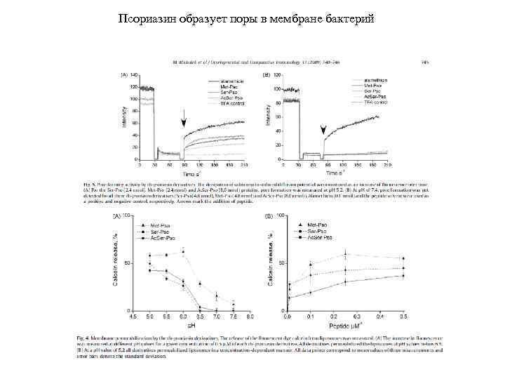 Псориазин образует поры в мембране бактерий 