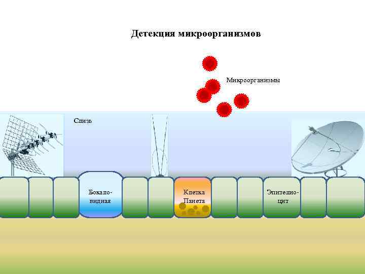 Детекция микроорганизмов Микроорганизмы Слизь Бокаловидная Клетка Панета Эпителиоцит 