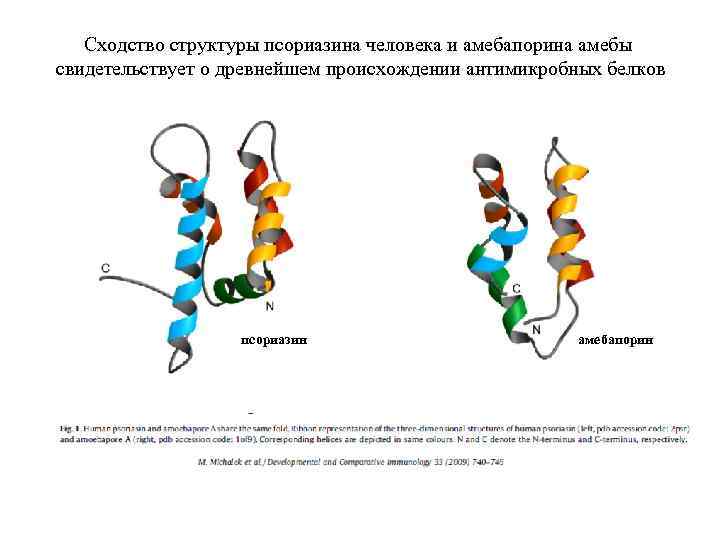Сходство структуры псориазина человека и амебапорина амебы свидетельствует о древнейшем происхождении антимикробных белков псориазин