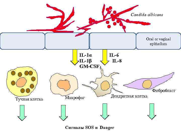 Candida albicans Oral or vaginal epithelium IL-1α IL-1β GM-CSF IL-6 IL-8 Фибробласт Тучная клетка