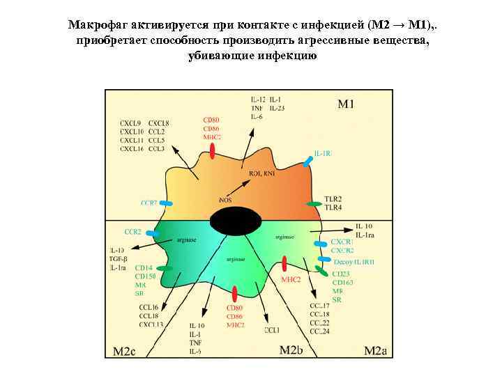 Макрофаг активируется при контакте с инфекцией (М 2 → M 1), . приобретает способность