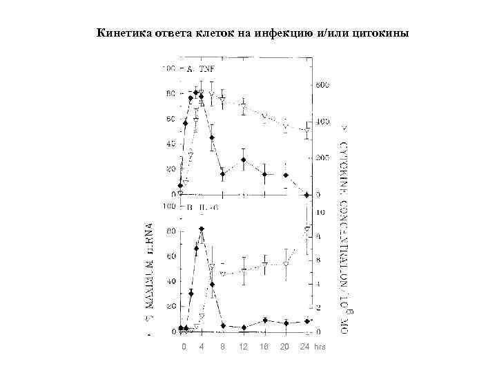 Кинетика ответа клеток на инфекцию и/или цитокины 0 4 8 12 16 20 24