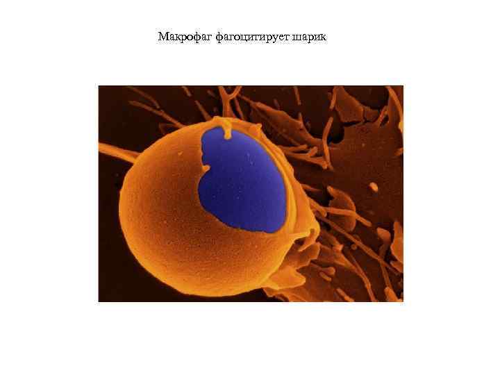 Макрофаг фагоцитирует шарик 