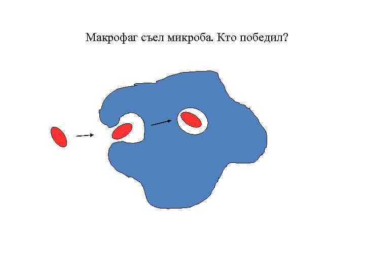 Макрофаг съел микроба. Кто победил? 