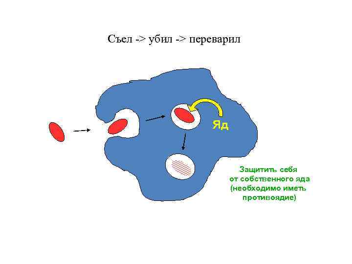Съел -> убил -> переварил Яд Защитить себя от собственного яда (необходимо иметь противоядие)
