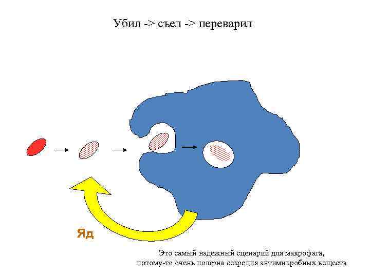 Убил -> съел -> переварил Яд Это самый надежный сценарий для макрофага, потому-то очень