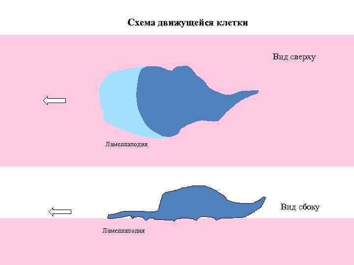 Схема движущейся клетки Вид сверху Ламеллаподия Вид сбоку Ламеллаподия 