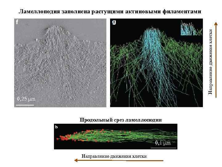 Направление движения клетки Ламеллоподия заполнена растущими актиновыми филаментами 0, 25 μm Центральный пучок Продольный