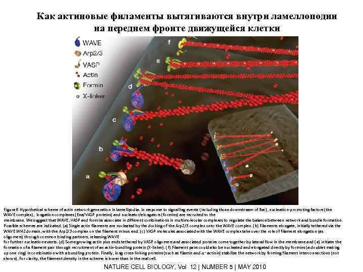 Как актиновые филаменты вытягиваются внутри ламеллоподии на переднем фронте движущейся клетки Figure 6 Hypothetical