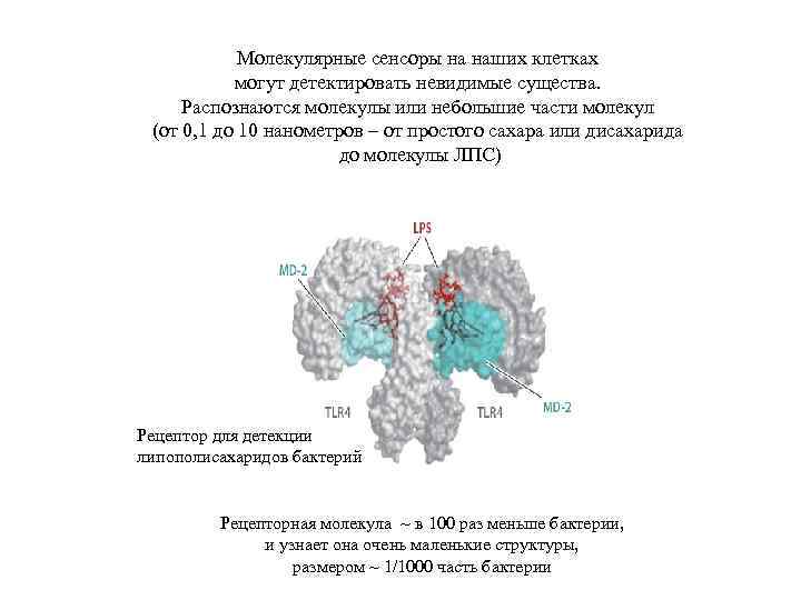 Молекулярные сенсоры на наших клетках могут детектировать невидимые существа. Распознаются молекулы или небольшие части