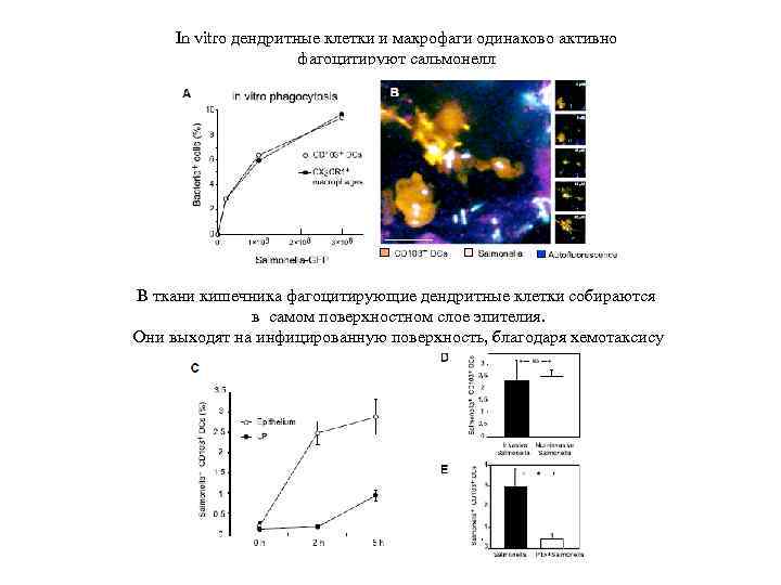 In vitro дендритные клетки и макрофаги одинаково активно фагоцитируют сальмонелл В ткани кишечника фагоцитирующие