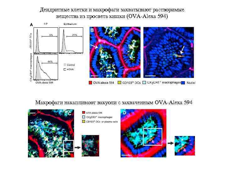 Дендритные клетки и макрофаги захватывают растворимые вещества из просвета кишки (OVA-Alexa 594) Макрофаги накапливают