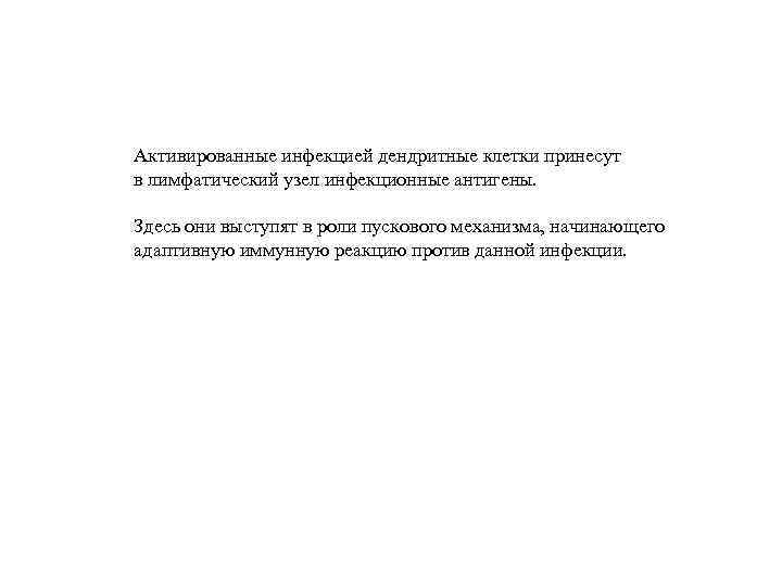 Активированные инфекцией дендритные клетки принесут в лимфатический узел инфекционные антигены. Здесь они выступят в