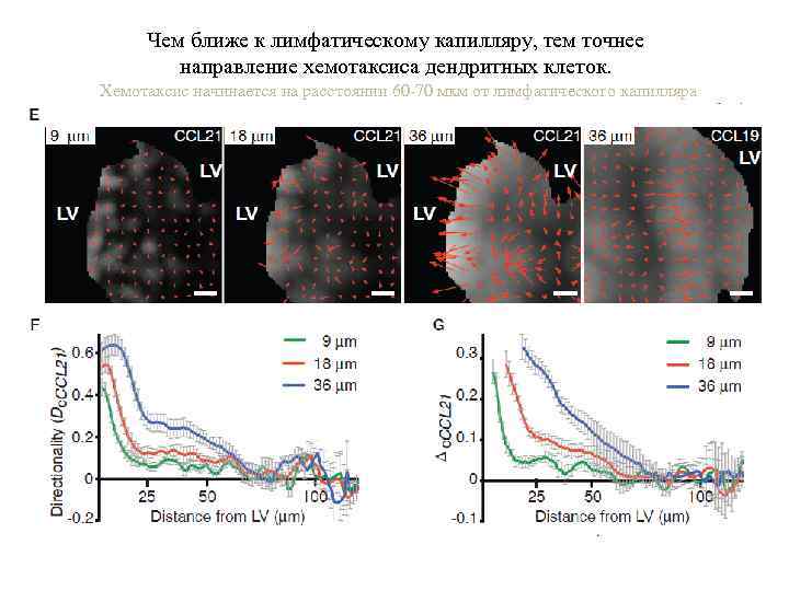 Чем ближе к лимфатическому капилляру, тем точнее направление хемотаксиса дендритных клеток. Хемотаксис начинается на