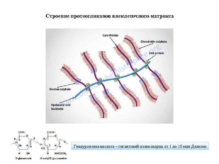 Строение протеогликанов внеклеточного матрикса Гиалуроновая кислота – гигантский полисахарид от 1 до 10 млн