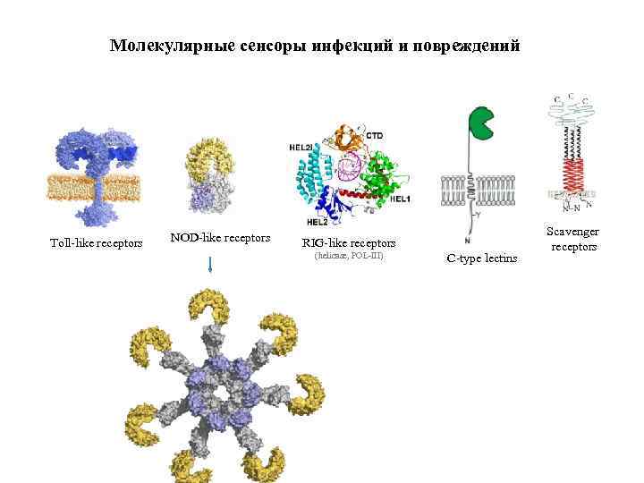 Молекулярные сенсоры инфекций и повреждений Toll-like receptors NOD-like receptors RIG-like receptors (helicase, POL-III) C-type